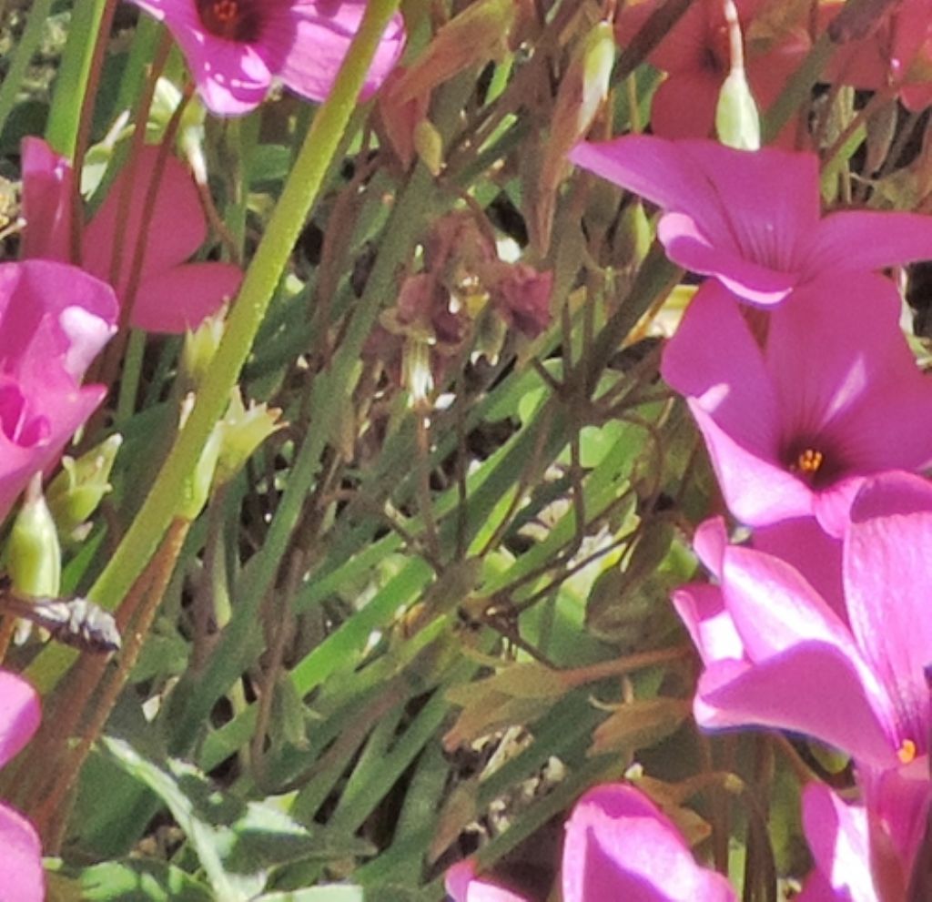 Oxalis articulata